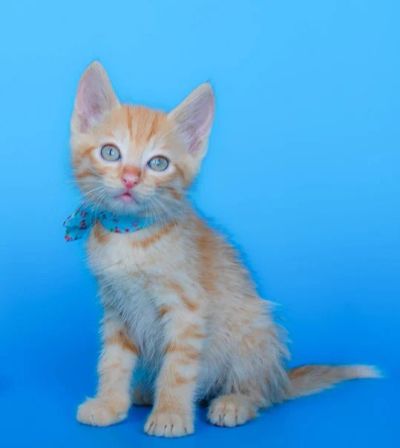 Лот: 4058388. Фото: 1. Отдам котенка. Кошки, котята