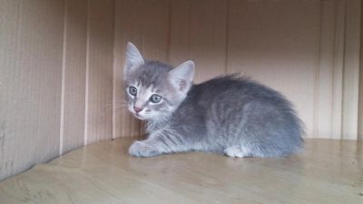 Лот: 7776061. Фото: 1. Котенок, кошечка, окрас серый... Кошки, котята