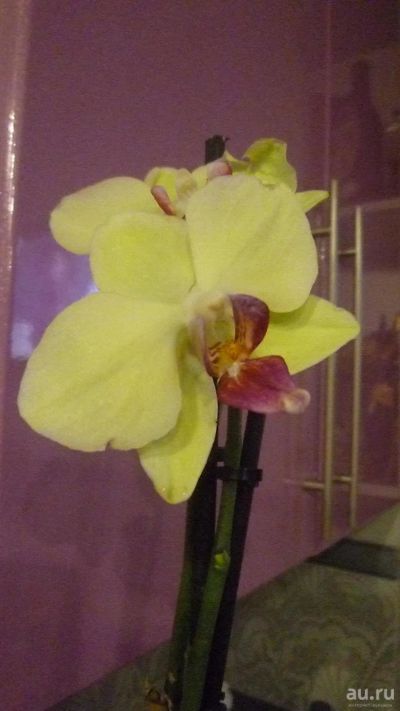 Лот: 8649438. Фото: 1. орхидея фаленопсис (зеленовато-желтая... Горшечные растения и комнатные цветы