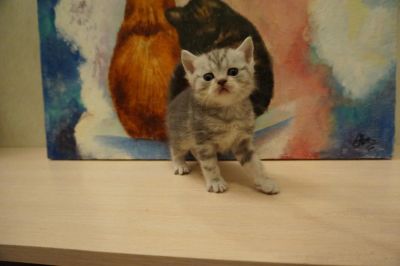 Лот: 8126638. Фото: 1. Британские котята. Кошки, котята