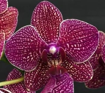 Лот: 9574200. Фото: 1. Орхидея Фаленопсис. Горшечные растения и комнатные цветы