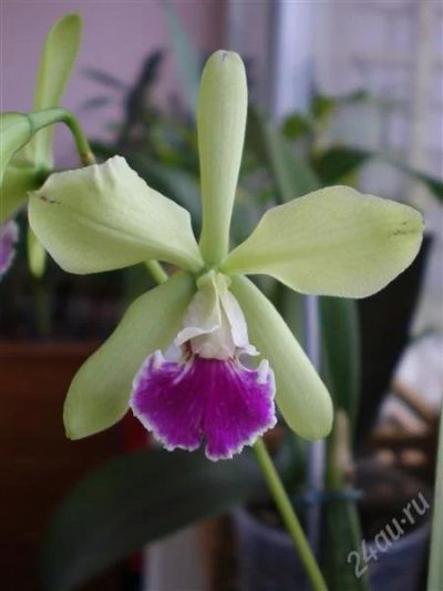 Лот: 978907. Фото: 1. Орхидея Epc.El Hatillo Santa Haria. Горшечные растения и комнатные цветы