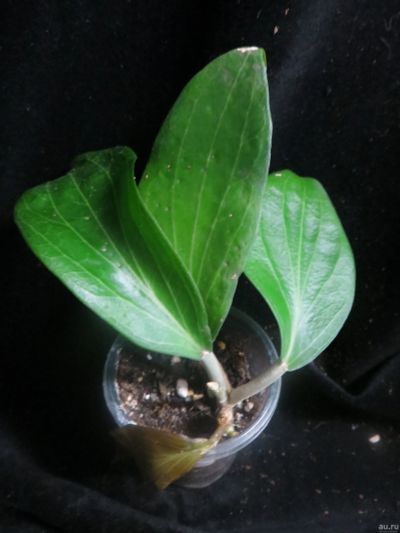 Лот: 13595579. Фото: 1. Хойя Hoya marginata. Горшечные растения и комнатные цветы