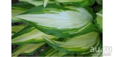 Лот: 13672303. Фото: 1. хоста Целебрейшн (hosta Celebration... Садовые цветы