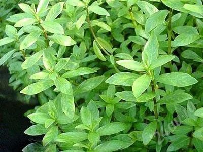 Лот: 865449. Фото: 1. Hygrophila polisperma. Водные растения