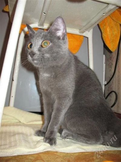 Лот: 1481725. Фото: 1. котенок 5 мес (дымчатый). Кошки, котята