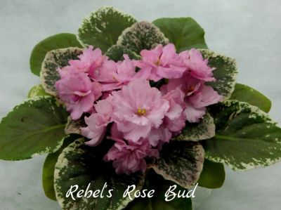 Лот: 6308201. Фото: 1. Фиалка сортовая Rebel's Rose Bud... Горшечные растения и комнатные цветы