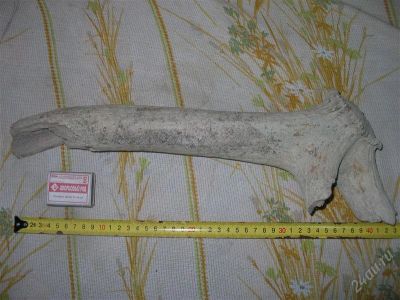 Лот: 1186793. Фото: 1. Часть рога древнего оленя №1. Археология