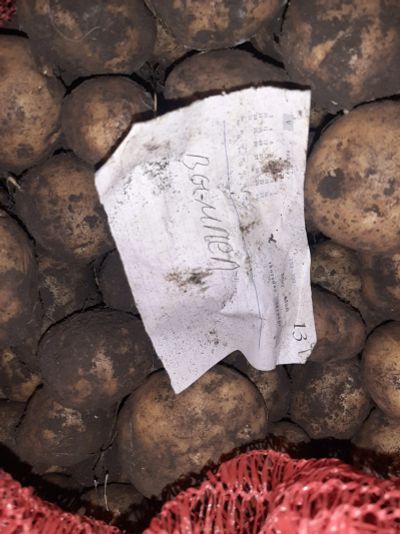 Лот: 20182424. Фото: 1. Среднеспелый картофель Вымпел. Овощи