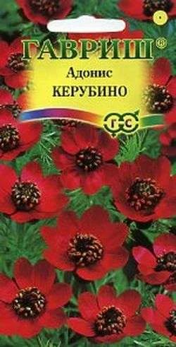 Лот: 11024110. Фото: 1. Адонис летний Керубино 0,2 г. Садовые цветы