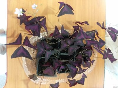Лот: 16354836. Фото: 1. Оксалис(кислица)фиолетовый. Горшечные растения и комнатные цветы