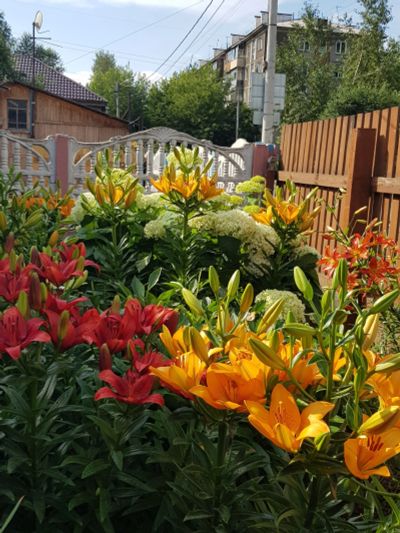 Лот: 16349802. Фото: 1. Лилия. Садовые цветы
