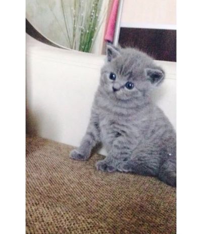 Лот: 6862116. Фото: 1. Кошечка 2. Кошки, котята