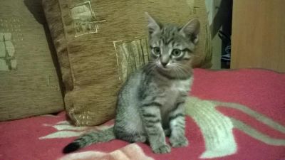 Лот: 6985570. Фото: 1. Отдам котёнка (девочку) 3 мес. Кошки, котята