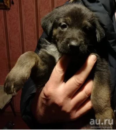 Лот: 13278105. Фото: 1. Животные и уход/ Собаки. Собаки, щенки