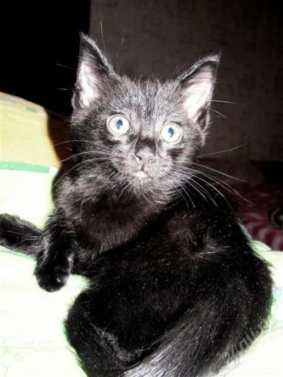 Лот: 1612609. Фото: 1. маленький хорошенький котенок... Кошки, котята