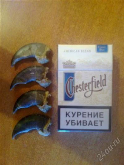 Лот: 1080067. Фото: 1. Когти медведя. Другое (охота)