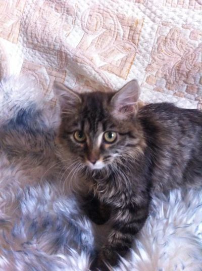 Лот: 6819455. Фото: 1. Отдам очень красивого котенка... Кошки, котята