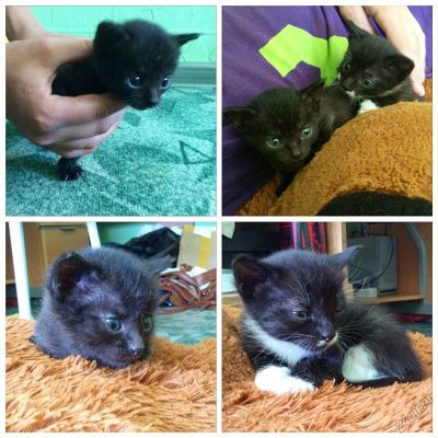 Лот: 5972243. Фото: 1. Котёнок черно-беленький!. Кошки, котята