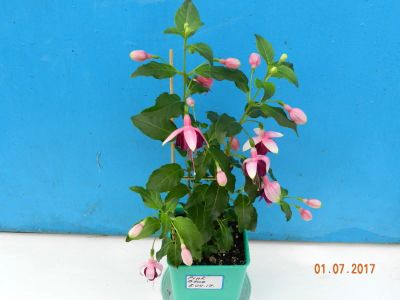 Лот: 11151325. Фото: 1. Фуксия Pink Blue. Горшечные растения и комнатные цветы
