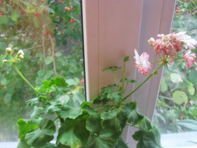 Лот: 6140075. Фото: 1. Герань. Горшечные растения и комнатные цветы