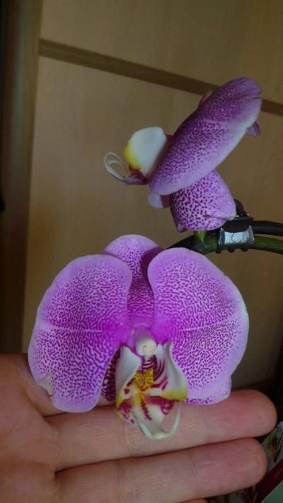Лот: 3535408. Фото: 1. орхидея фаленопсис № 34 (точечная... Горшечные растения и комнатные цветы