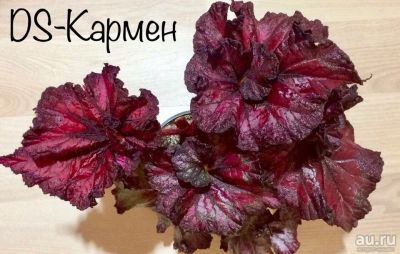 Лот: 13535440. Фото: 1. Бегония DS-Кармен. Горшечные растения и комнатные цветы
