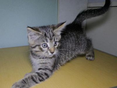 Лот: 9825918. Фото: 1. котенок. Кошки, котята