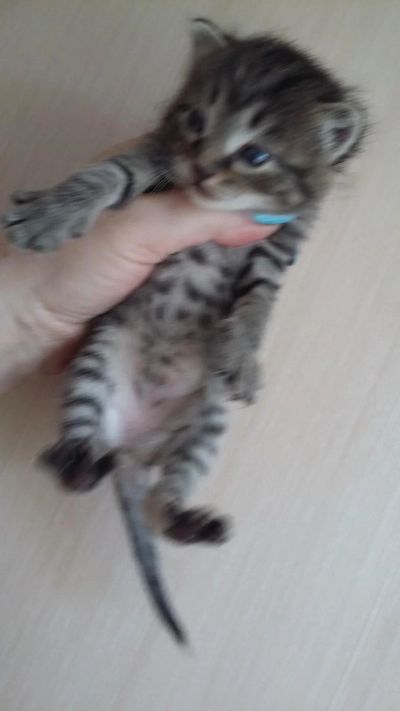 Лот: 7874954. Фото: 1. Котенок Манчкин, нестандарт, полосатый. Кошки, котята