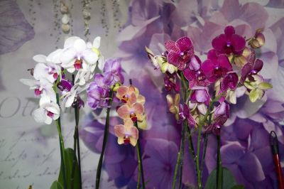 Лот: 6389693. Фото: 1. Орхидея Фалинопсис. Лот 91. Свежие цветы