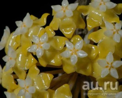 Лот: 13558270. Фото: 1. Хойя Hoya sp. (UT-038)From Flores... Горшечные растения и комнатные цветы