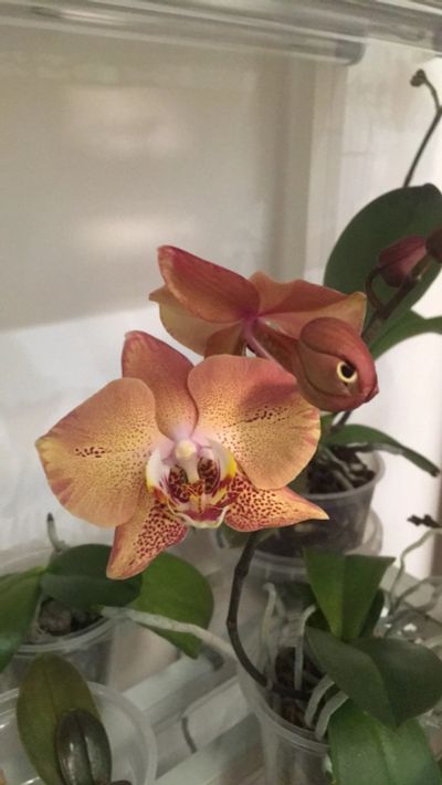 Лот: 18587610. Фото: 1. Орхидея фаленопсис «Леко Фантастик... Горшечные растения и комнатные цветы