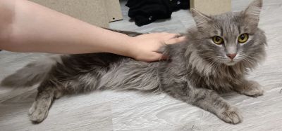 Лот: 21143616. Фото: 1. Кот длинношерстный. Кошки, котята