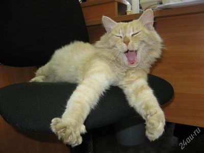 Лот: 1357129. Фото: 1. Рыжий кот в хорошие руки!. Кошки, котята