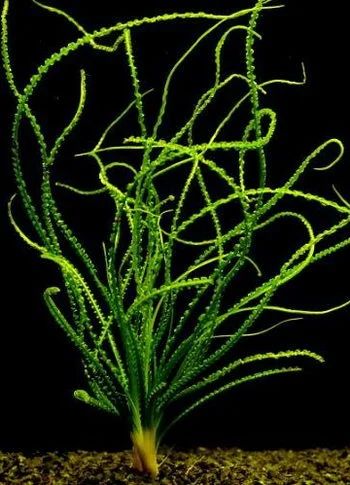 Лот: 6519452. Фото: 1. Кринум волнистый (Crinum calamistratum... Водные растения
