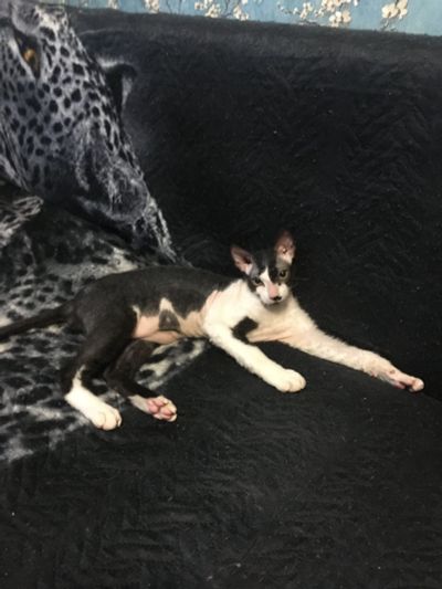 Лот: 14757884. Фото: 1. Донской сфинкс брашевый котик... Кошки, котята
