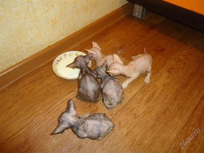 Лот: 2382790. Фото: 1. Котятки Донской сфинкс!. Кошки, котята