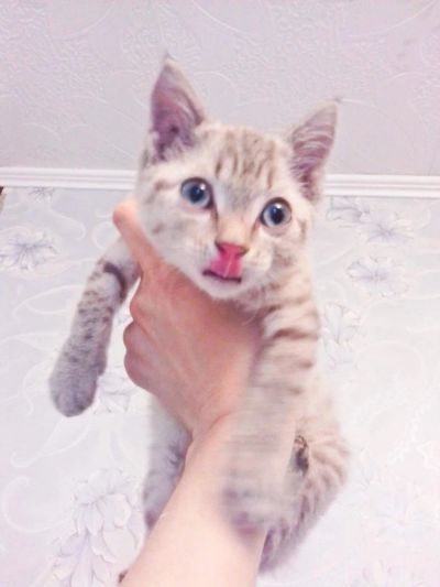 Лот: 11393879. Фото: 1. Отдам Невскую маскарадную срочно. Кошки, котята