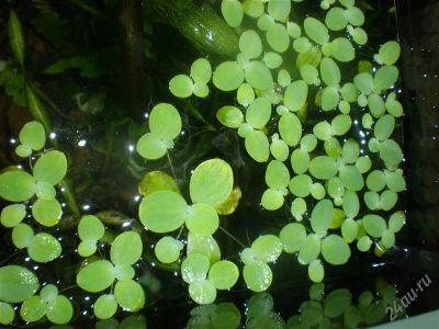 Лот: 841499. Фото: 1. Пистия. Водные растения
