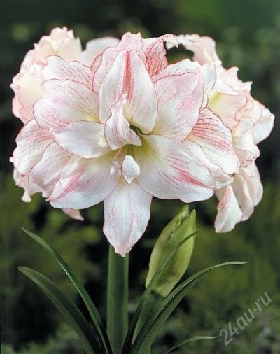 Лот: 2715475. Фото: 1. Продам амариллис бело-розовый. Горшечные растения и комнатные цветы