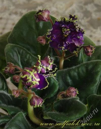 Лот: 1119244. Фото: 1. лист фиалки Purple Passion. Горшечные растения и комнатные цветы
