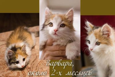 Лот: 4038729. Фото: 1. Котенок, девочка 2 месяца. Кошки, котята