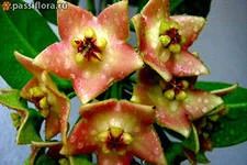 Лот: 4229976. Фото: 1. Хойя -Hoya Ariadna. Горшечные растения и комнатные цветы