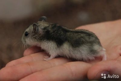 Лот: 6475666. Фото: 1. Джунгарский хомячок (девочка). Остальные животные