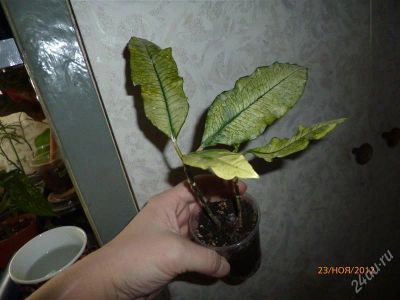 Лот: 2292043. Фото: 1. Кротон Тамара. Горшечные растения и комнатные цветы