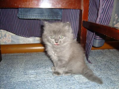 Лот: 4525359. Фото: 1. Британские/шотландские котята... Кошки, котята