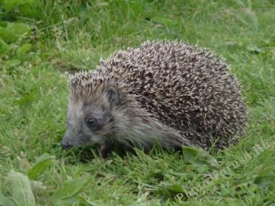 Лот: 5315955. Фото: 1. Сибирский домашний еж с клеткой. Остальные животные