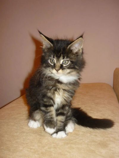 Лот: 4650812. Фото: 1. Котенок Мейн-кун по имени Лиссибой. Кошки, котята