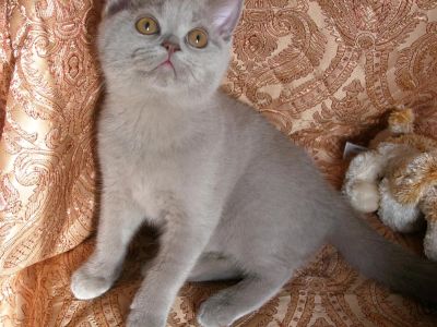 Лот: 3625159. Фото: 1. Британский котенок (девочка)-Девочка... Кошки, котята