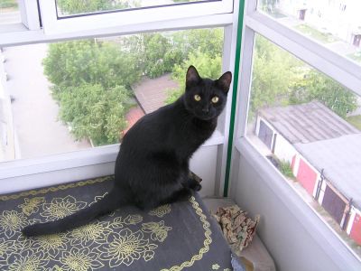 Лот: 7901152. Фото: 1. Котенок черный подросший уже. Кошки, котята